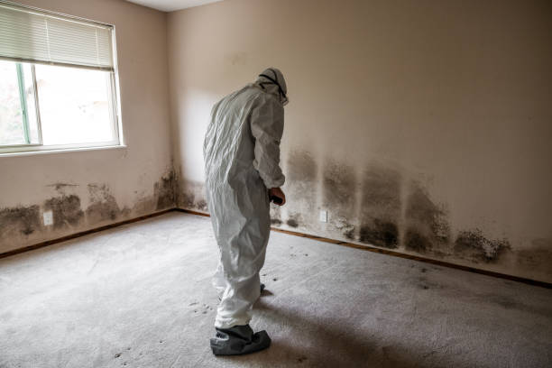 Best Attic Mold Removal  in Mitchell, NE